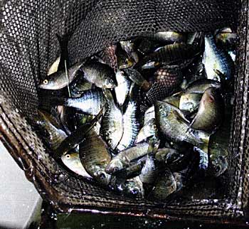 This is the perfect size bluegills to feed Largemouth bass from 14-inches and up.