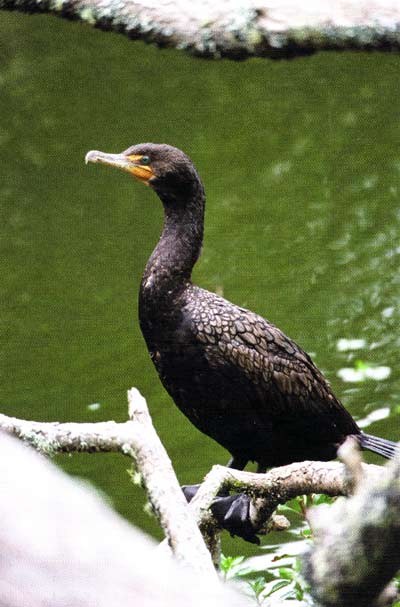 Double-crested cormorants eat fish, your fish.