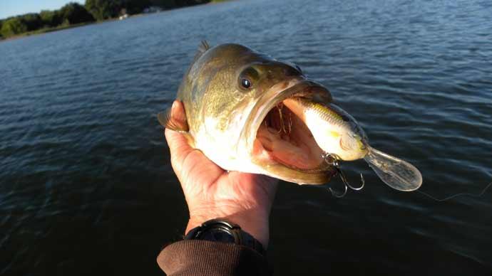 Crankbait Tips And Tactics  The Ultimate Bass Fishing Resource Guide® LLC