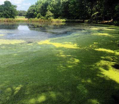 Don't mistake watermeal or duckweed as blue-green algae. Photo courtesy of Texas A&M AgriLife Extension Service, https://aqua- plant.tamu.edu/.