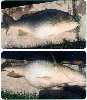 Top: This otherwise healthy-looking bass died during the flood. Bottom: But, what alarmed the biologist was the extremely large, distended belly.