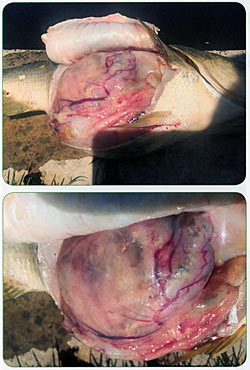 Top: Inside this bass was a large, vascularized mass. Bottom: That big mass was a baseball-sized, discolored tumor