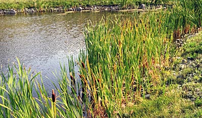 There are several reasons to draw down a pond—or not.