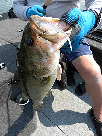 Drop Shot Tactics For All Seasons  The Ultimate Bass Fishing Resource  Guide® LLC