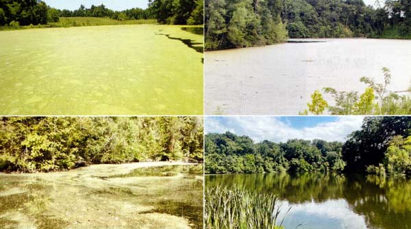 Progression of duckweed after treatment. Before (top left), 19 days post-treatment (top right), 30 days post-treatment (bottom left), and 60 days post-treatment (bottom right).