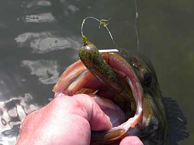 Early Season Tube Tactics For Bass  The Ultimate Bass Fishing Resource  Guide® LLC