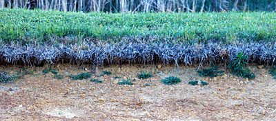 Undercut bank on one of our hatchery ponds