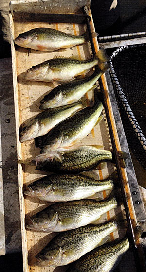 These young of the year bass flourished in a newly renovated lake on the Purina Farm near Grey Summit, Missouri. During fall, they gorged themselves on a well-managed, well-fed, forage fish base. Nutritionally, they'll do well during winter.