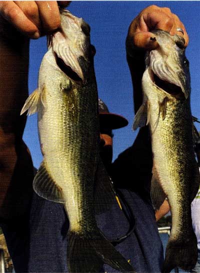 Lifespan and growth rates of Largemouth bass are affected by latitude.