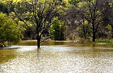 When your pond is connected to a creek or another pond in the watershed, life can migrate.