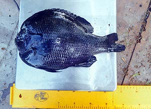 Big blue gill