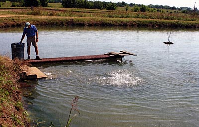 Several ponds are being used for genetic selection, to grow and pick the best of the best.