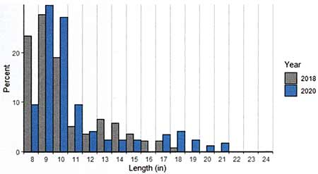 FIGURE 2. Largemouth Bass length distribution shown as a percentage of the total population. Spring Data.