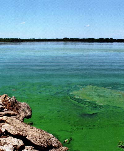 Unintended Consequences Of Stocking Grass Carp 