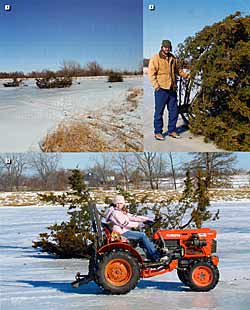 1) Cedar trees are drug onto the ice and secured with duckbill anchors. 2) Author proudly displaying his hand-picked tree. 3) Client's daughter, Jesse Barnes, helps drag the cedar trees into place.