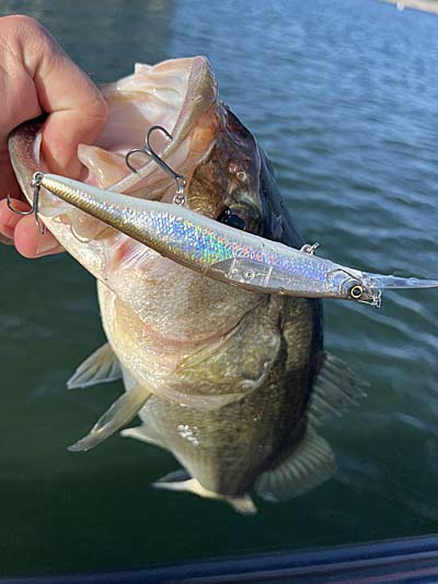 Jerkbaits are one of the best lures you can use in January and anytime the water is cold.