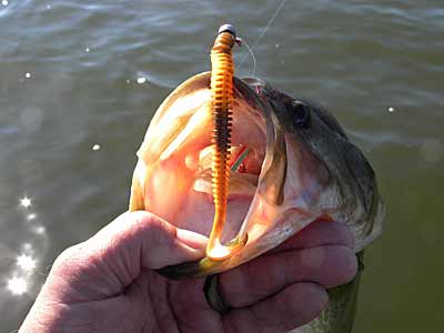 Jig Worm Tactics And Tricks  The Ultimate Bass Fishing Resource Guide® LLC