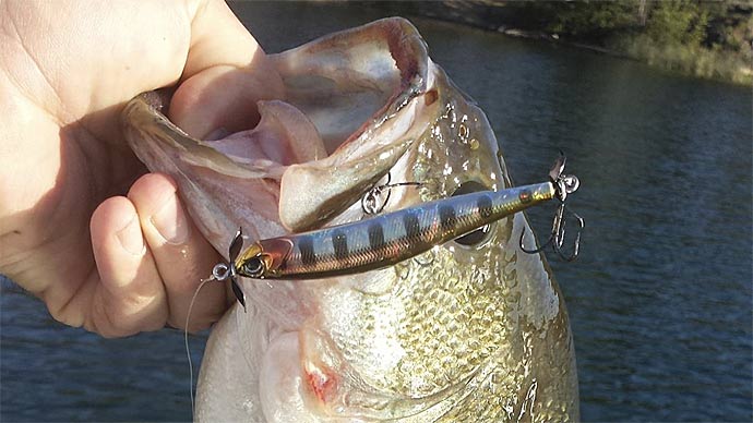 spybait rod