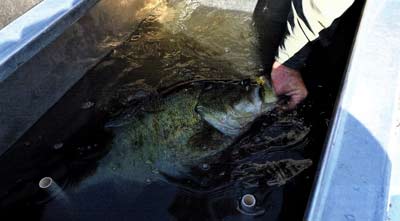 Another prime example of a true trophy Largemouth bass.