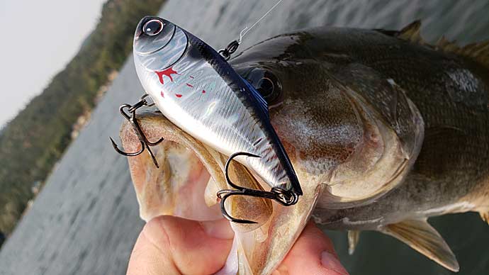Ripping a Lipless Crankbait  The Ultimate Bass Fishing Resource