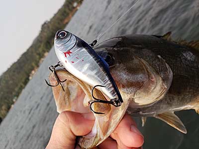 LIPLESS CRANKBAITS - Everything You Need To Know! (Beginner To Advanced) 