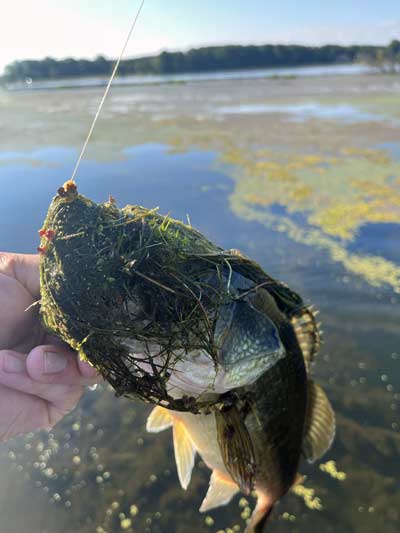 Landing a fish often requires removing a good bit of vegetation to get to the fish.