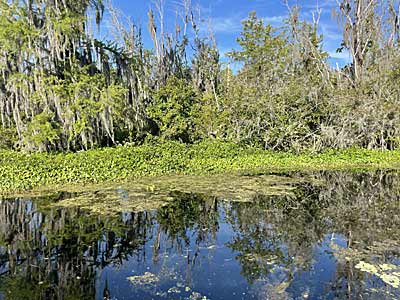 A mixture of different grasses is always a high-percentage area for locating bass.