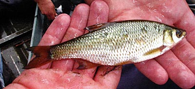 Golden shiners play a logical role in northern ponds. Timing of stocking is important.