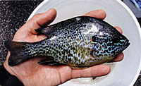 This pumpkinseed was caught during sampling.