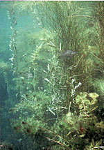 This underwater shot shows diverse plant life, with the invasive species Eurasian watermilfoil. But, since the sides are steep, these plants are the only safe haven for small fish, especially the sunfish in the middle of the photo