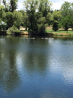 Farm pond with geese