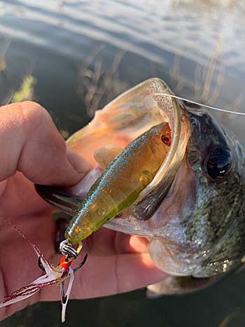 Top 4 Must-Have Lures for Big Rockfish - SkyAboveUs