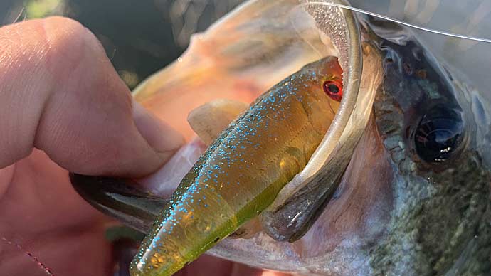 Best Topwater Lures for Exciting Fishing Action
