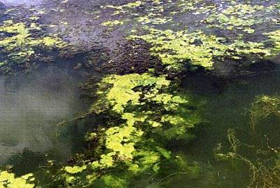 Careful Yes, there is algae, but it is growing on pondweed.