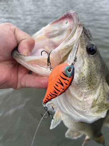 Top 6 Baits to Catch Bass in April  The Ultimate Bass Fishing Resource  Guide® LLC