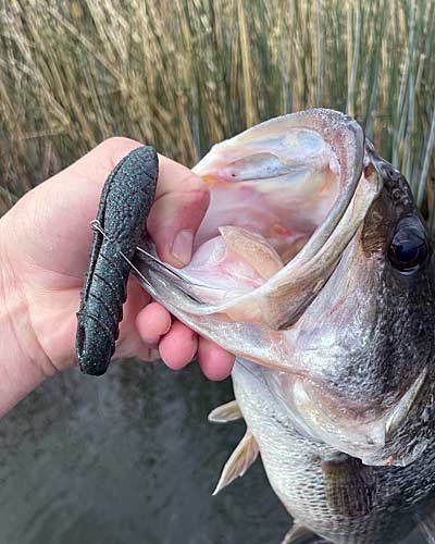 5 New Bass Fishing Techniques You Need To Try