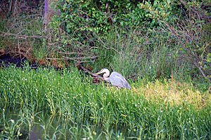 Feeding birds, such as herons wading through shallow cover, are a telltale sign that baitfish are present. Keep your eyes open for them.