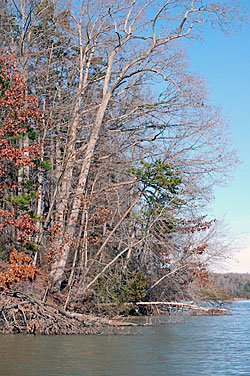 Estimate the height of nearby trees on the bank, and then apply that measurement to the laydown you are fishing. That will give you an idea of how much more of it is underwater.