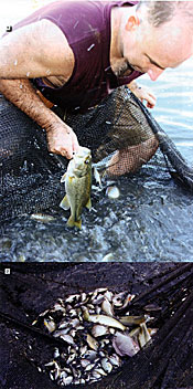 smallmouth pond