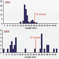 Figure 5. Length frequency of pumpkinseeds angled from North Pond in 2009. Very few fish exceeded 6 inches in length, and the single, largest fish was 7.5 inches.