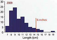 Figure 4. Length frequency of smallmouth bass from the pre-pumpkinseed time period in 2004 (top) and post pumpkinseeds in 2009 (bottom). The largest fish caught in 2009 was just over 18 inches in length.