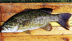 Finally! A quality smallmouth bass after years of culling and stocking pumpkinseeds.