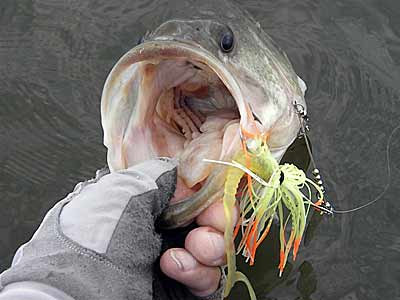 Spinnerbait Tactics For Early Season Bass  The Ultimate Bass Fishing  Resource Guide® LLC