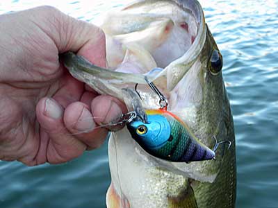 Your Guide to Fishing Lipless Crankbaits for Spring Bass