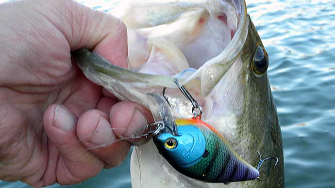 Lipless Crankbaits Tips For Spring Bass Fishing 