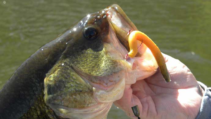 5 Ways to Rig Soft Stickbaits – MONSTERBASS