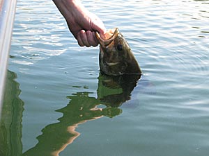Top Lures and Tactics for Summertime River Smallmouth Bass - Game & Fish