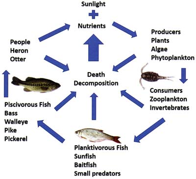 Food web