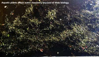 Aquatic plants affect water chemistry because of their biology.