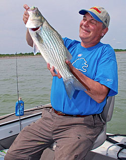 1)	Swimbaits are go-to lures for all species of bass including wipers like the one the author is admiring.